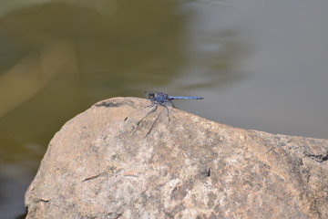 Dragonfly on rock