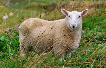 Naklejka na ściany i meble Sheep standing in high grass