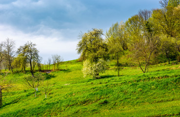 orchard on a hillside