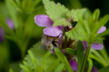 Hummel