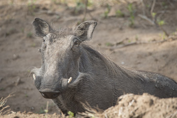 Wart Hog Closeup