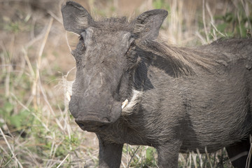 Warthog Closeup