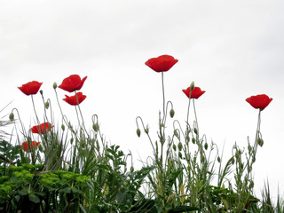 Naklejka premium Maki