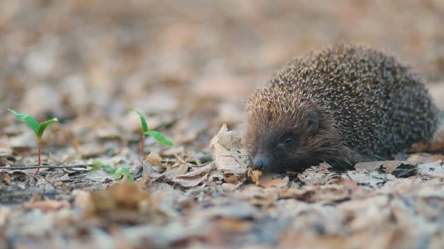 Small smart fearless hedgehog spending his life on the carpet which consist from yellowed dry leaves in the forest, Steady cam, slow mo shot