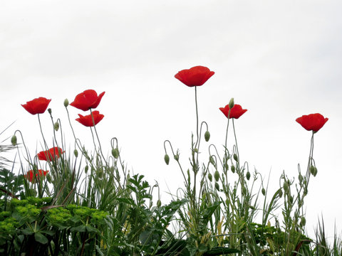 Amapolas