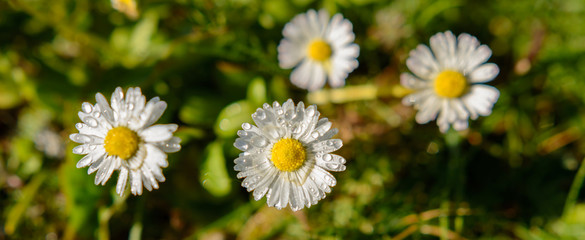 Margarinen im Garten- Panorama