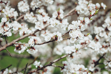 Branches of a flowering tree.