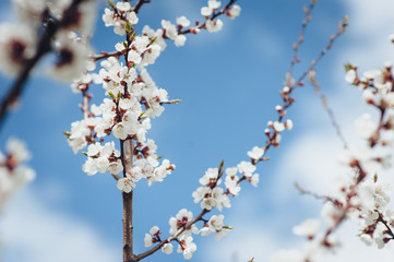 Branches of a blossoming tree on a blue sky background.
