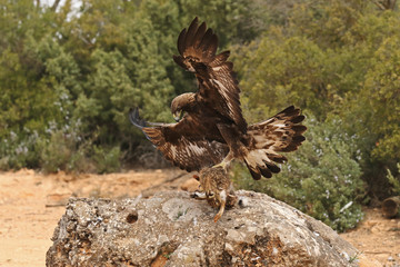 Obraz premium young male of golden eagle