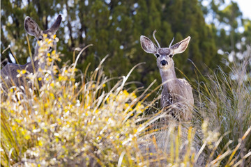Young buck in the forest 