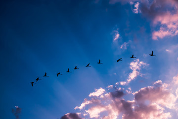 Flock of swans flying in the sky