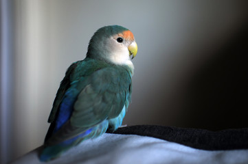 Peach faced lovebird close up 