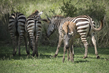Zebra Herd