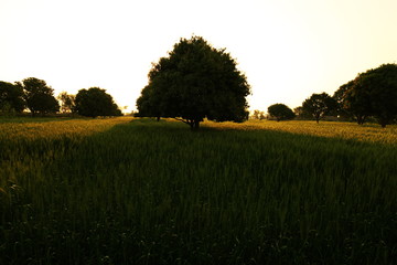 Fototapeta premium sunshine around mango tree during sunrise
