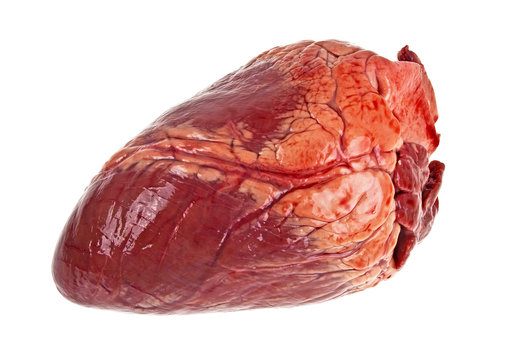 Raw beef heart isolated on a white background, close-up