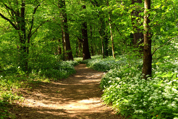 Fototapeta na wymiar Find the way. The right way. Path in the woods. Just right