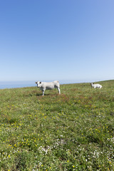 Fototapeta premium By the cape of quejo in the province of Cantabria