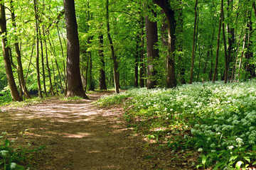 Find the way. The right way. Path in the woods. Just right