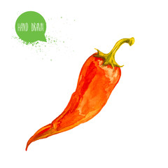 Hand drawn and painted watercolor red hot chilli pepper. Capsicum isolated on white background. Vegetable illustration