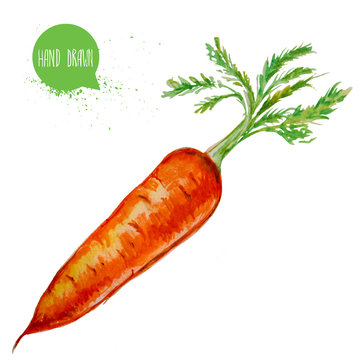 Hand drawn and painted watercolor ripe carrot with leafs. Root isolated on white background. Vegetable illustration.