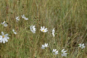 White kosmos flowers 1