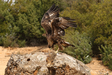 young male of golden eagle