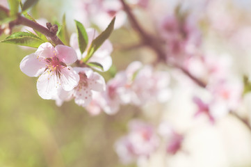 Fototapeta na wymiar Flowering branch of a peach on a background of greenery