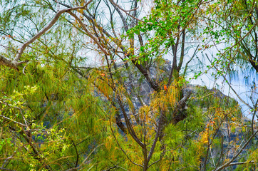 Casuarina trees  in Mauritius