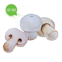 Hand drawn and painted watercolor mushrooms. Champignons isolated on white background. Vegetable illustration.
