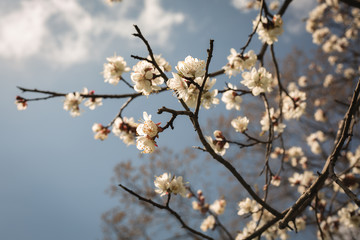 Flowering branch against the sky