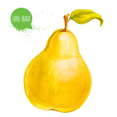 Hand drawn and painted watercolor yellow pear with leaf. Isolated on white background fruit illustration.