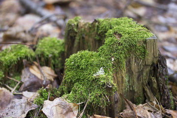 Old tree stump with green moss in spring forest. Natural background.