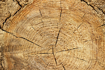 Fototapeta premium Closeup of warm flat wood texture. Annual rings of tree stump.