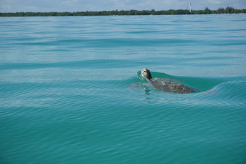 Fototapeta premium Turtle in the sea