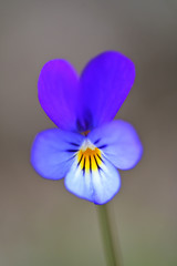 Wild pansy (Viola tricolor) flower. Close-up of a flower from a Viola tricolor plant, showing the papillae (finger-like) and petal structure.