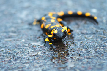 a black yellow spotted fire salamander