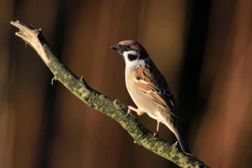Auf einem Ast sitzender Feldsperling