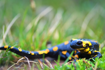 a black yellow spotted fire salamander