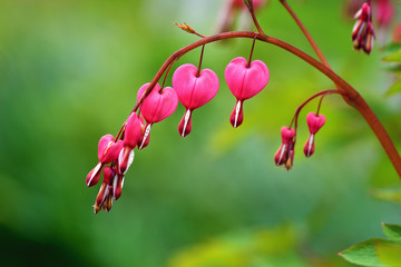 Red bleeding heart flowers bloom in the spring perennial garden.
