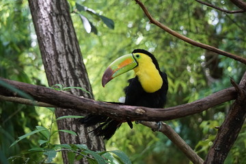 Toucan on tree