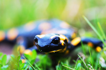 a black yellow spotted fire salamander