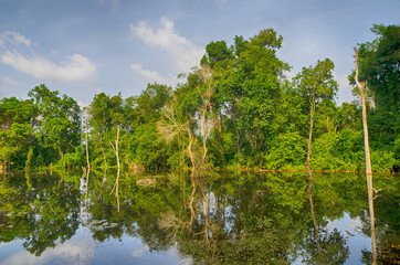 Rainforest near Neak Pean temple on artificial island. Siem Reap, Cambodia