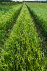 Green wheat field with road on it in spring. Agricultural landscape. Vertical photo