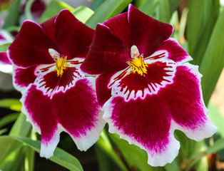 Orchidee miltonia hybride