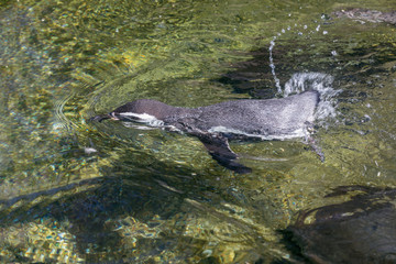 Detail portrait of a penguin. Penguin on the rock by the water.