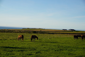 Islandic horses