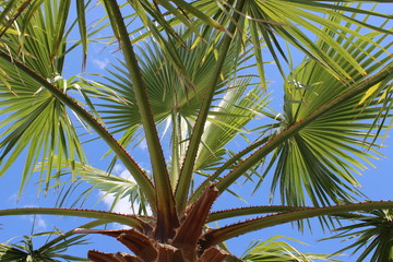 Palm Tree