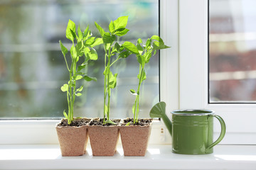 Seedling of plants in pots on window sill