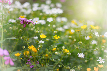 Sunlight on wild flowers in the grass