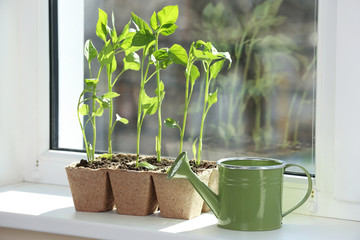 Seedling of plants in pots on window sill